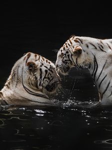 Preview wallpaper white tigers, tigers, animals, big cats, water