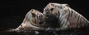 Preview wallpaper white tigers, tigers, animals, big cats, water