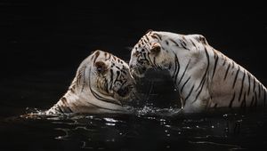 Preview wallpaper white tigers, tigers, animals, big cats, water