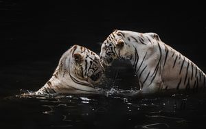 Preview wallpaper white tigers, tigers, animals, big cats, water