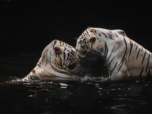 Preview wallpaper white tigers, tigers, animals, big cats, water