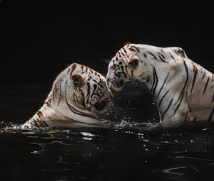 Preview wallpaper white tigers, tigers, animals, big cats, water