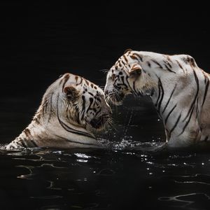 Preview wallpaper white tigers, tigers, animals, big cats, water