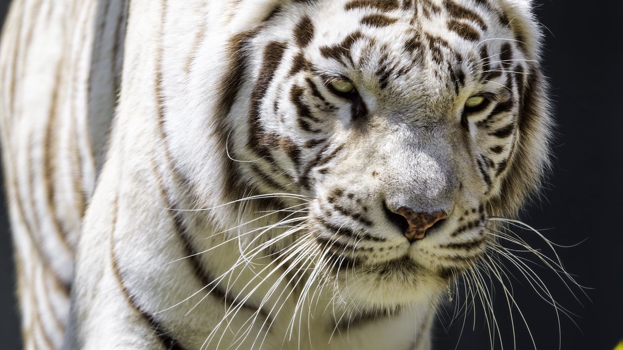 Wallpaper white tigress, movement, predator, big cat, tiger