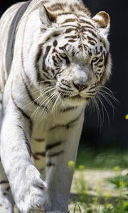 Preview wallpaper white tigress, movement, predator, big cat, tiger