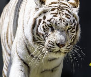 Preview wallpaper white tigress, movement, predator, big cat, tiger