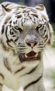 Preview wallpaper white tigress, tiger, grin, big cat, predator