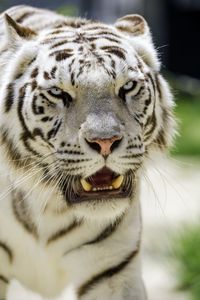 Preview wallpaper white tigress, tiger, grin, big cat, predator