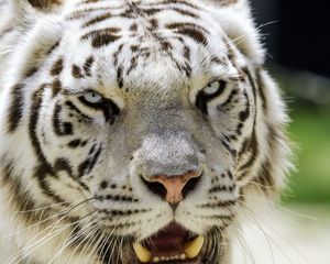 Preview wallpaper white tigress, tiger, grin, big cat, predator