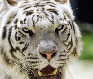 Preview wallpaper white tigress, tiger, grin, big cat, predator