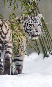 Preview wallpaper white tigress, tiger, pose, big cat, predator, snow