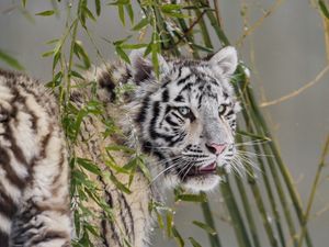 Preview wallpaper white tigress, tiger, pose, big cat, predator, snow