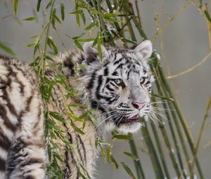 Preview wallpaper white tigress, tiger, pose, big cat, predator, snow