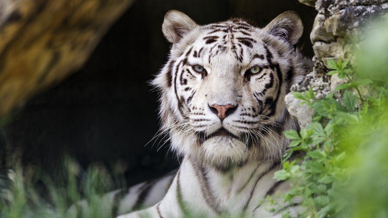 Wallpaper white tigress, tiger, pose, big cat, predator