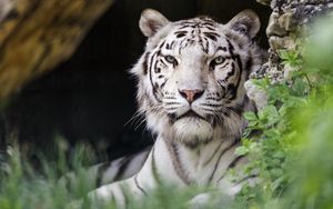 Preview wallpaper white tigress, tiger, pose, big cat, predator