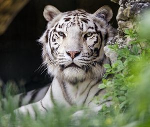 Preview wallpaper white tigress, tiger, pose, big cat, predator
