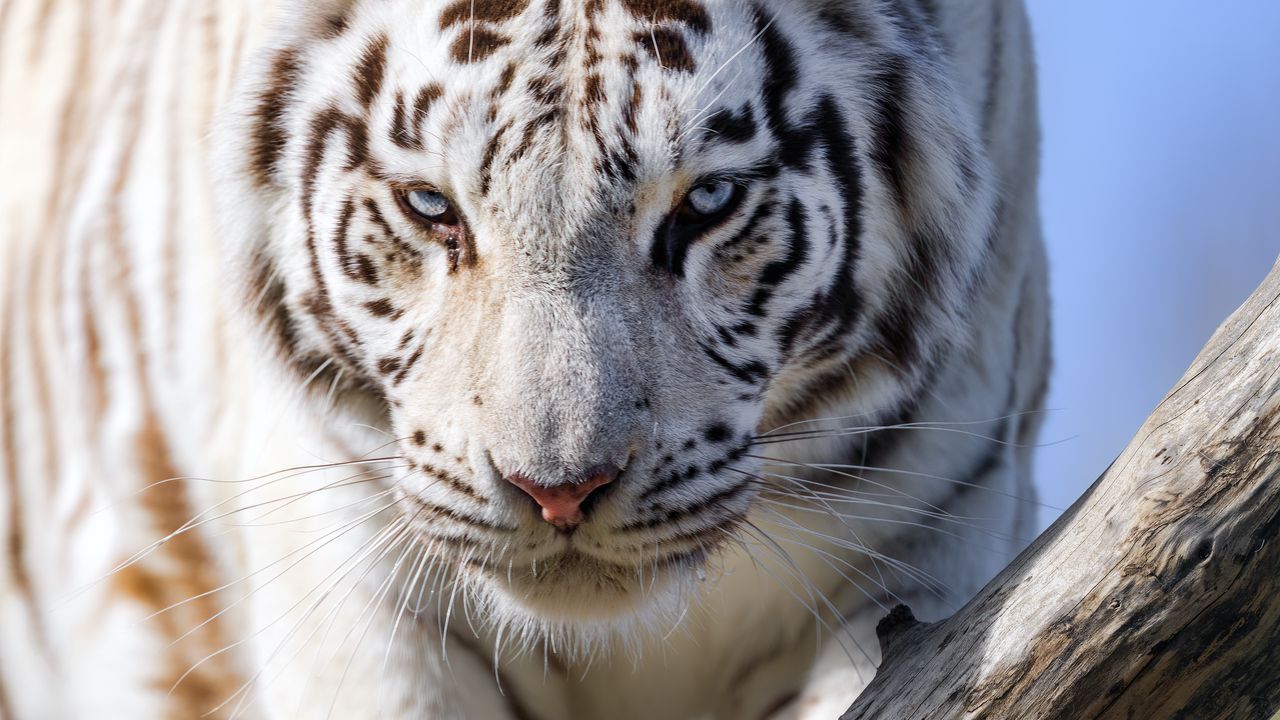 Wallpaper white tigress, tiger, pose, big cat, predator, log