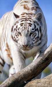 Preview wallpaper white tigress, tiger, pose, big cat, predator, log