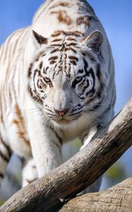 Preview wallpaper white tigress, tiger, pose, big cat, predator, log