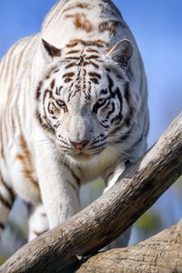 Preview wallpaper white tigress, tiger, pose, big cat, predator, log