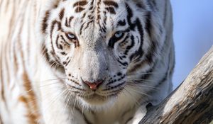 Preview wallpaper white tigress, tiger, pose, big cat, predator, log