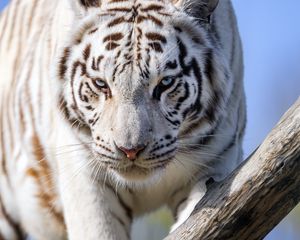 Preview wallpaper white tigress, tiger, pose, big cat, predator, log