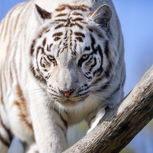 Preview wallpaper white tigress, tiger, pose, big cat, predator, log