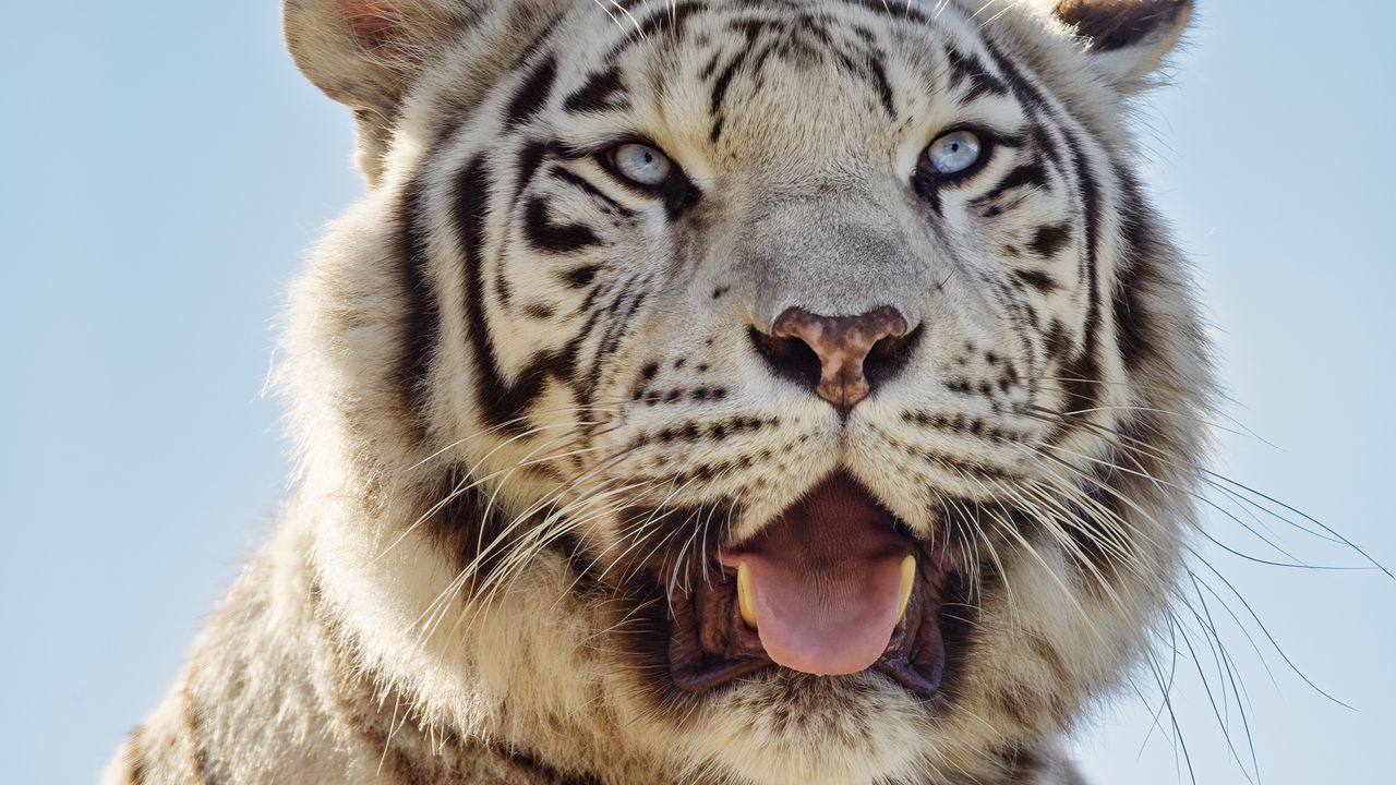 Wallpaper white tigress, tiger, protruding tongue, predator, animal