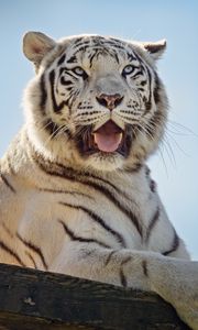 Preview wallpaper white tigress, tiger, protruding tongue, predator, animal