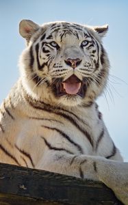 Preview wallpaper white tigress, tiger, protruding tongue, predator, animal