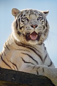 Preview wallpaper white tigress, tiger, protruding tongue, predator, animal