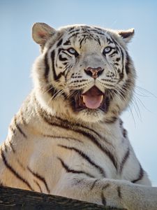 Preview wallpaper white tigress, tiger, protruding tongue, predator, animal
