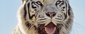 Preview wallpaper white tigress, tiger, protruding tongue, predator, animal