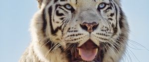 Preview wallpaper white tigress, tiger, protruding tongue, predator, animal