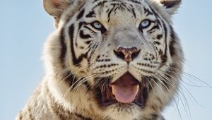 Preview wallpaper white tigress, tiger, protruding tongue, predator, animal