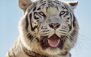 Preview wallpaper white tigress, tiger, protruding tongue, predator, animal