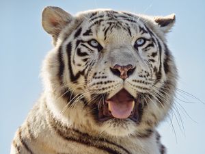 Preview wallpaper white tigress, tiger, protruding tongue, predator, animal