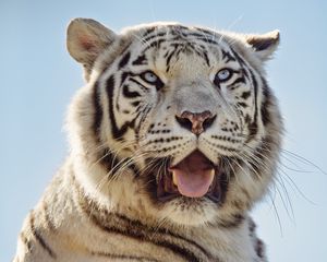 Preview wallpaper white tigress, tiger, protruding tongue, predator, animal