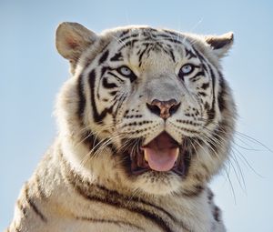 Preview wallpaper white tigress, tiger, protruding tongue, predator, animal