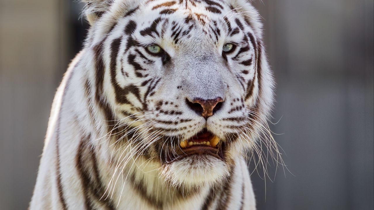 Wallpaper white tigress, tiger, striped, big cat, predator