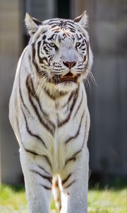 Preview wallpaper white tigress, tiger, striped, big cat, predator