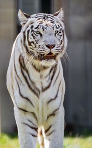 Preview wallpaper white tigress, tiger, striped, big cat, predator