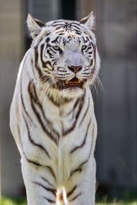 Preview wallpaper white tigress, tiger, striped, big cat, predator