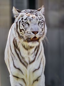 Preview wallpaper white tigress, tiger, striped, big cat, predator