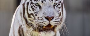 Preview wallpaper white tigress, tiger, striped, big cat, predator