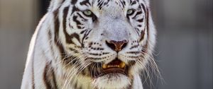 Preview wallpaper white tigress, tiger, striped, big cat, predator