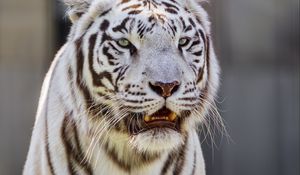 Preview wallpaper white tigress, tiger, striped, big cat, predator