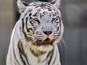 Preview wallpaper white tigress, tiger, striped, big cat, predator