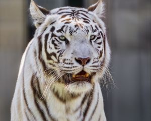 Preview wallpaper white tigress, tiger, striped, big cat, predator