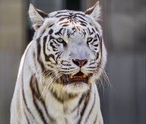 Preview wallpaper white tigress, tiger, striped, big cat, predator